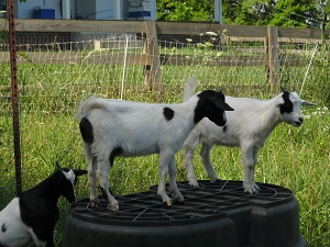 Goat Farming, Part 3: Tragedy and a Hard Lesson Learned Image